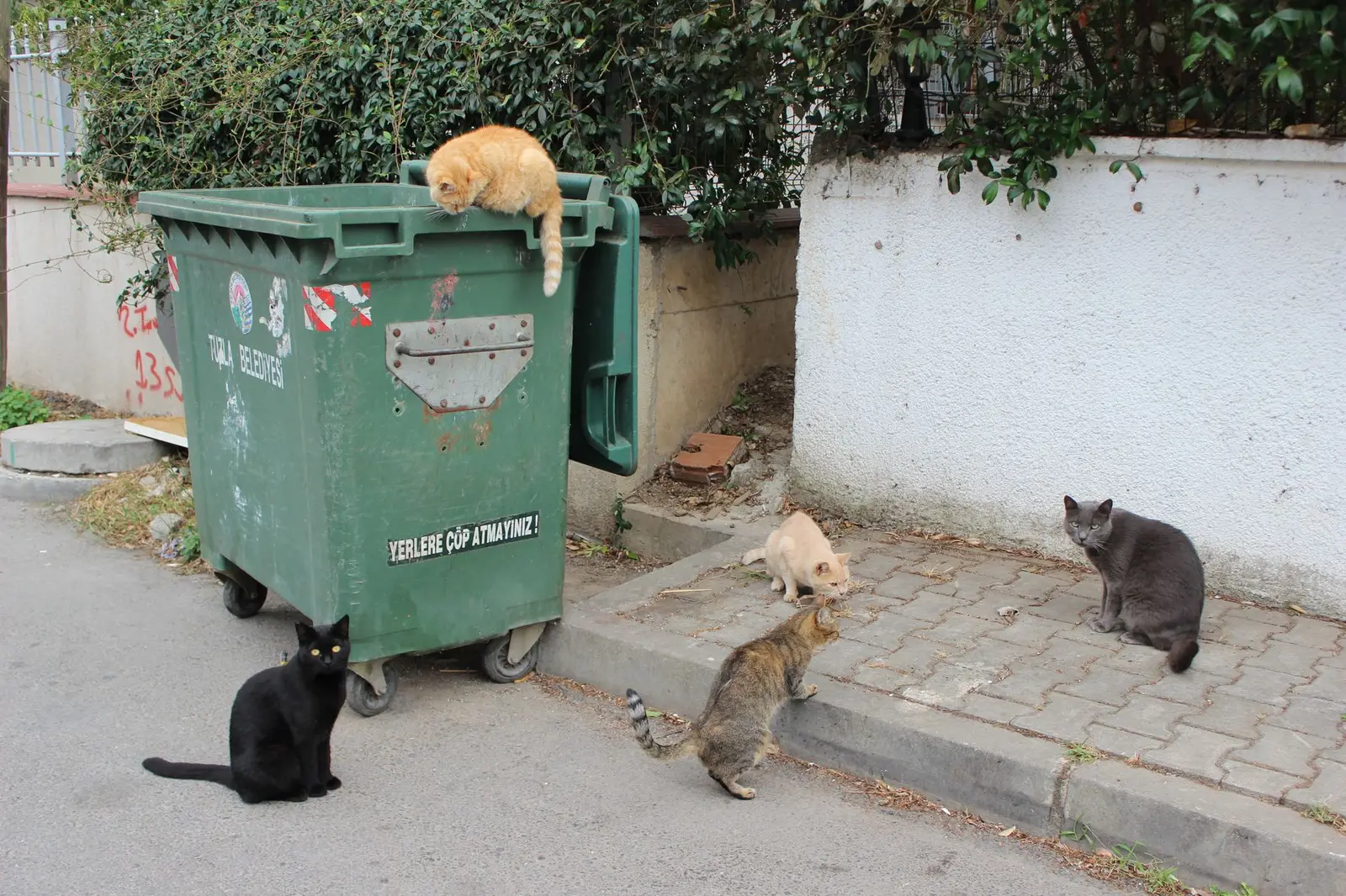Dumpster Rental Cost in Virginia Beach, VA